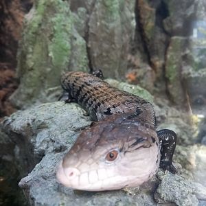 Indonesian Blue-Tongued Skink, Xpark Aquarium