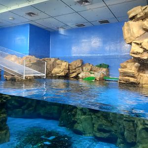 Penguin pool with slide, Xpark Aquarium