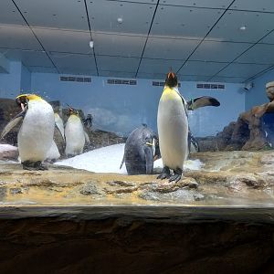 Penguin exhibit, Xpark Aquarium