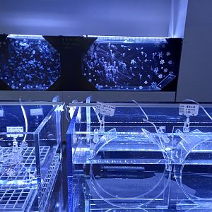 Jellyfish breeding lab, Xpark Aquarium