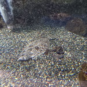 Slime Flounder and Rockfish sp (?), Xpark Aquarium