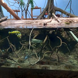 Amazon Tank, Xpark Aquarium
