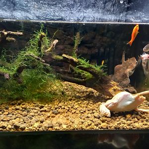 Surinam Toad tank, Xpark Aquarium