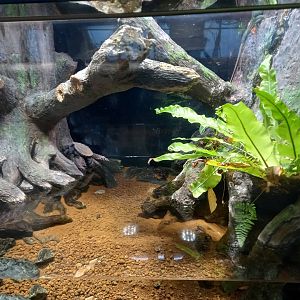 Diamondback Terrapin paludarium, Xpark Aquarium