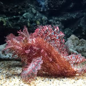 Popeyed Scorpionfish, Xpark Aquarium