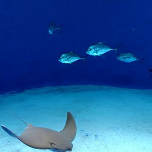 Japanese Cownose Ray and Trevally tank, Xpark Aquarium