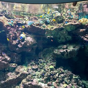 Coral reef tank, Xpark aquarium