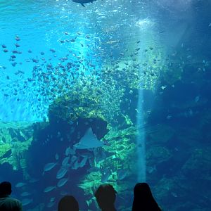 Formosan open ocean tank, Xpark Aquarium