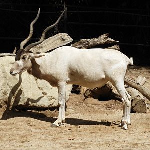 Addax