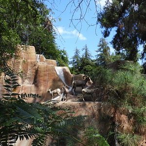 View of bighorn sheep enclosure