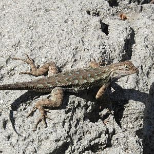 Western fence lizard