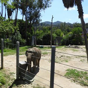 Part of Asian elephant enclosure