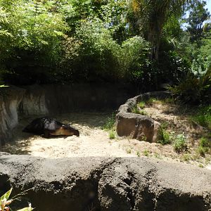 Part of Baird's tapir enclosure