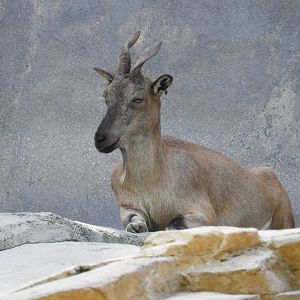 Markhor