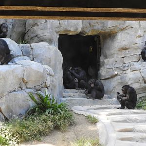 Chimpanzees
