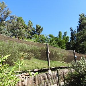 View of jaguar enclosure