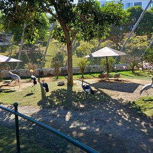 Large aviary, Jojozoo Bird Park