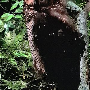 Spotted Wood Owl (Strix seloputo)
