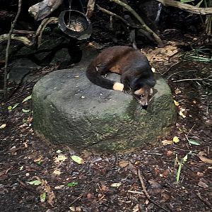 Masked Palm Civet (Paguma larvata)