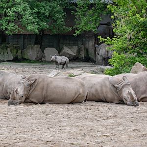 Southern white rhino (Ceratotherium simum simum) & Eastern black rhino (Diceros bicornis michaeli)