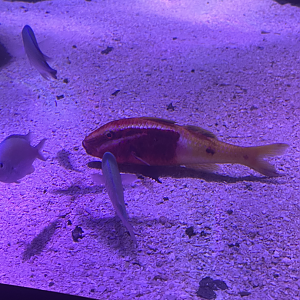 Goatfish ID