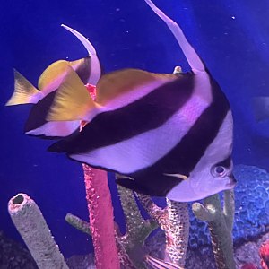 Bannerfish ID