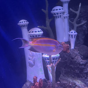 Angelfish ID