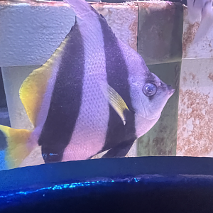 Bannerfish ID