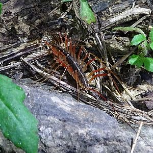 Thereuopoda longicornis