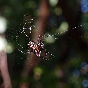 Leucauge fastigata