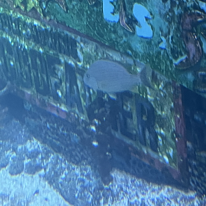 Fish ID