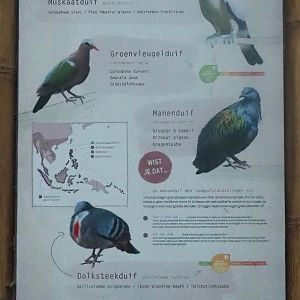 New signage for Asian pigeon and Sumatran laughingthrush aviary, 2024-01-01