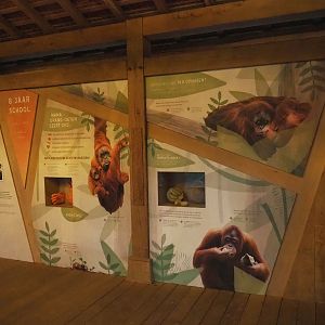 New Sumatran orangutan educational signage, 2024-01-01