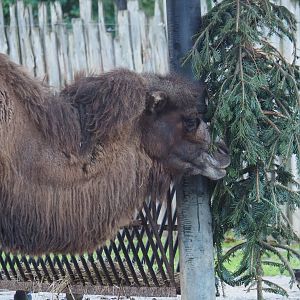 Domestic Bactrian camel (Camelus bactrianus) eating Christmas tree, 2024-01-01