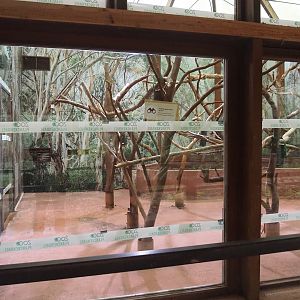 Former temporary tree kangaroo exhibit, again changed to koala exhibit, 2024-01-01