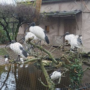 Madagascar sacred Ibises (Threskiornis bernieri), 2024-01-01