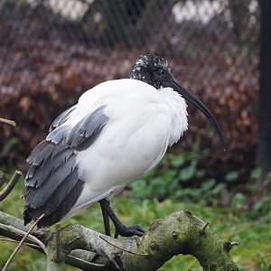 Madagascar sacred Ibis (Threskiornis bernieri), 2024-01-01