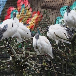 Madagascar sacred Ibises (Threskiornis bernieri), 2024-01-01