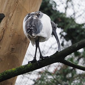 Madagascar sacred Ibis (Threskiornis bernieri), 2024-01-01
