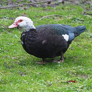 Possibly feral Muscovy duck (Cairina moschata domestica), 2024-01-01