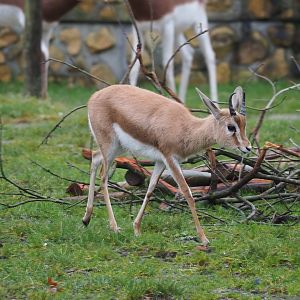 Saharan Dorcas gazelle (Gazella dorcas osiris), 2024-01-01