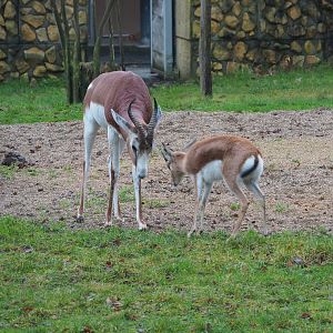 Mhorr gazelle (Nanger dama mhorr) and Saharan Dorcas gazelle (Gazella dorcas osiris), 2024-01-01
