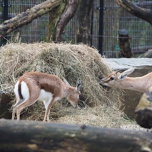 Saharan Dorcas gazelle (Gazella dorcas osiris) and Slender-horned gazelle (Gazella leptoceros), 2024-01-01