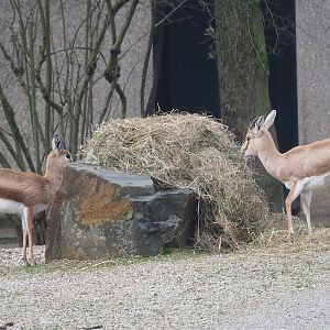 Saharan Dorcas gazelle (Gazella dorcas osiris) and Slender-horned gazelle (Gazella leptoceros), 2024-01-01