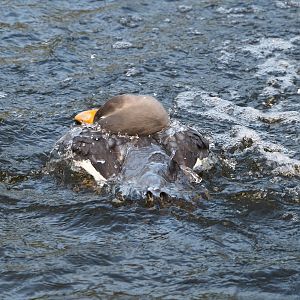 Bathing Magellanic flightless steamerduck (Tachyeres pteneres), 2024-01-01