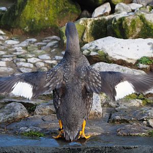 Magellanic flightless steamerduck (Tachyeres pteneres) showing why it is flightless, 2024-01-01