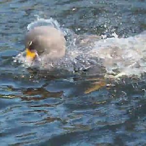 Video clip of Bathing Magellanic flightless steamerduck (Tachyeres pteneres), 2024-01-01