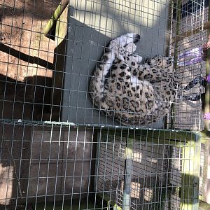 Snow leopard sleeping at thrigby hall wildlife gardens