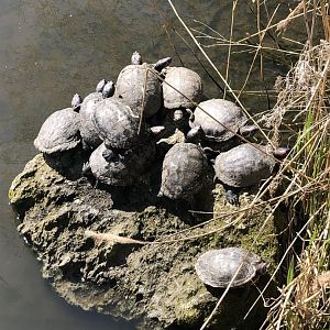 Red eared sliders