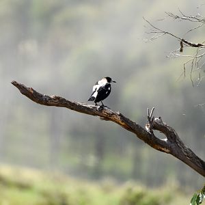 Tasmanian Magpie